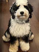 When to neuter my mini bernedoodle? : r/Bernedoodles