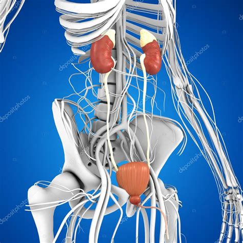Anatomía de los riñones humanos: fotografía de stock © sciencepics ...