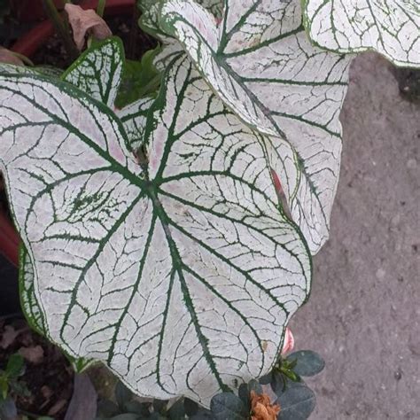 Caladium White Christmas Plant – Indoor Decorative Seasonal Foliage