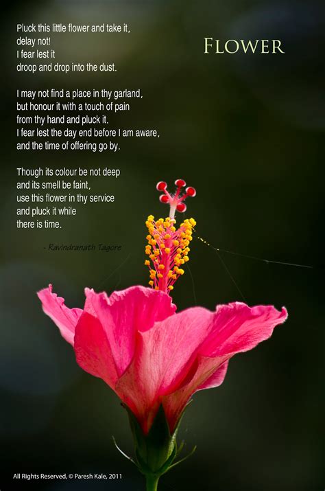 Most Famous Poems About Flowers at Wayne Enochs blog