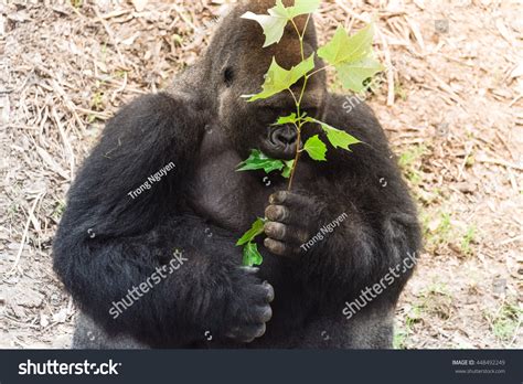 African Silverback Gorilla Zoo Largest Primate Stock Photo (Edit Now ...