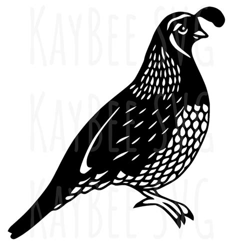 Quail Bird SVG PNG JPG Clipart Digital Cut File Download for Cricut ...