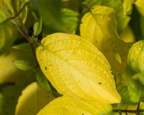 Neon Burst™ Dogwood | Plant Addicts