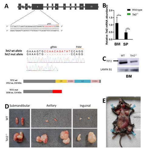 Aberrant Alternative Splicing in U2af1/Tet2 Double Mutant Mice ...