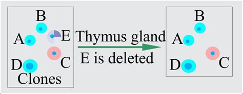 Autoimmunity 的图像结果