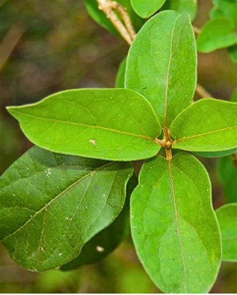 Gudmaar Plant | Gurmar | Madhunashini Tree | Medicinal Plants Online