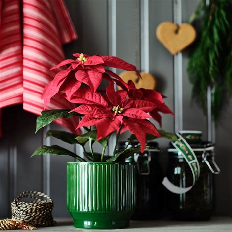 VINTERFINT plant pot, in/outdoor/green, 12 cm (4 ¾") - IKEA