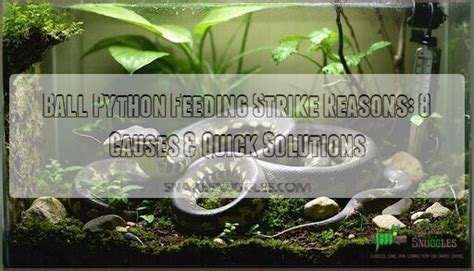 Image result for Ball Python Angry