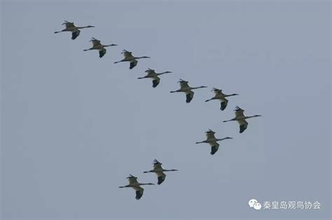 江苏东台：春迁候鸟抵达条子泥湿地