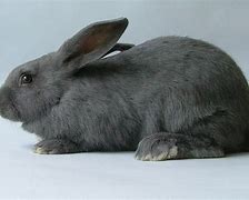 Image result for North American Rabbit