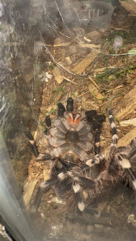 Luci, my sons Acanthoscurria geniculata (Giant White Knee Tarantula ...