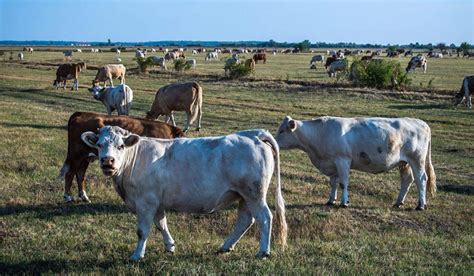 Mystery over destination for 18 cattle taken in ‘unusual’ theft