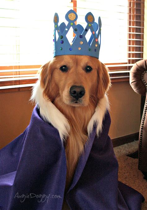 Golden Retriever Dog Costumes