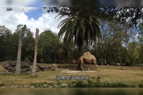 动物园里的犀牛不停绕圈，画面十分诡异，引发人们关注！_犀牛_画面_人们