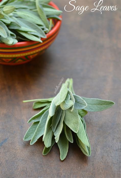 10 Top Benefits & Uses Of Sage (Salvia Officinalis) | Salvia - Wildturmeric