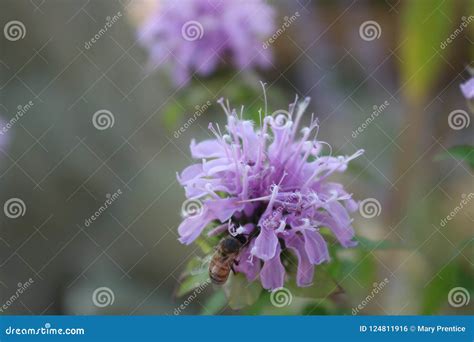 Purple Bee Balm Visited by a Honey Bee Gathering Nectar Stock Photo ...