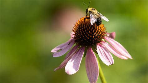 Pollen levels in Columbus-area forecast to be high most of this week