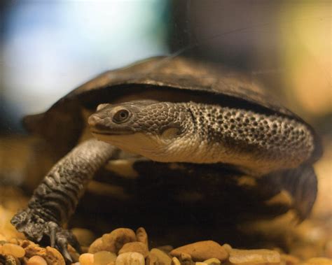 How to look after a turtle