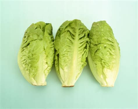 varieties of lettuce alphabetical, types of lettuce – JGDRI