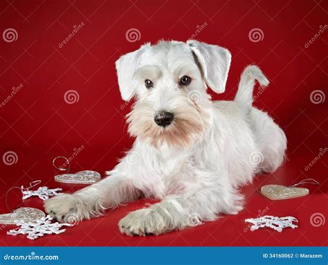 White Miniature Schnauzer Full Grown