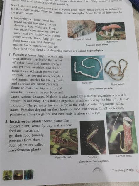 So all animals and non-green plants depend upon green plants directly or