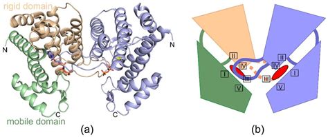 Is dUTPase Enzymatic Activity Truly Essential for Viability?[v1 ...