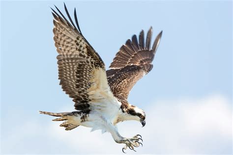 15 UK Birds of Prey: An Identification Guide - Centre of Excellence