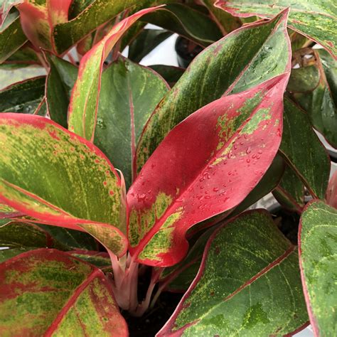 Chinese Evergreen, An Easy Growing Houseplant - Good Earth Garden Center