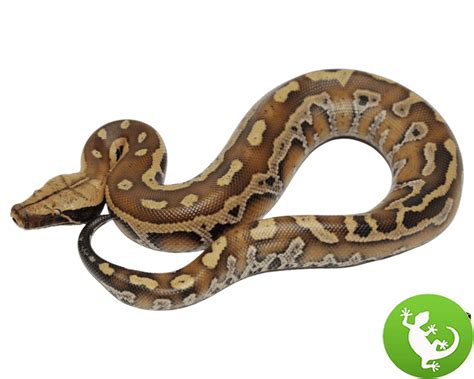 Image result for Red Python Pic