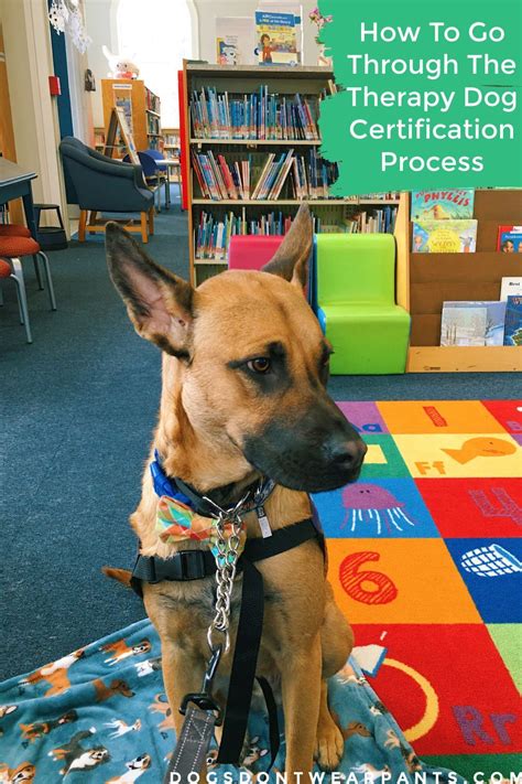 online therapy dog certification