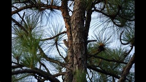 Briquetting plants to use pine needles as alternative for biomass in ...
