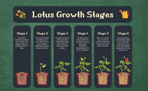 Bold Byte Lotus Seeds, Lotus Seeds for Planting - 20 Pcs 100% ...