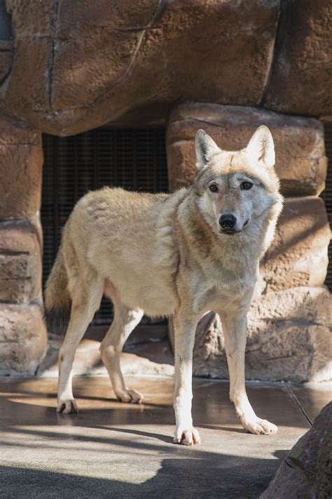The Biblical Meaning of Wolves in Dreams - Explore Your Dream Life