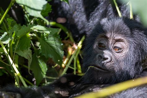 Gorilla lifespan, How Long do Gorillas Live For?