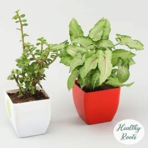 Healthy Roots Two Layer Bamboo Plant Price in India - Buy Healthy Roots ...