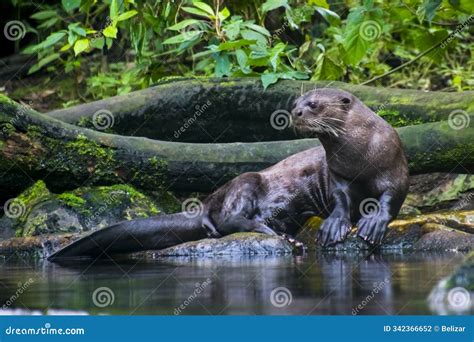 South American Giant River Otter at the Water Stock Photo - Image of ...