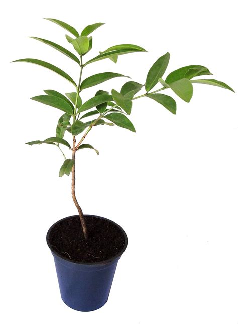 Medicinal plants/Sreedhareeyam Memecylon malabaricum/Anjan/Kayampoo ...