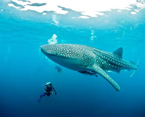 Where To See Whale Sharks