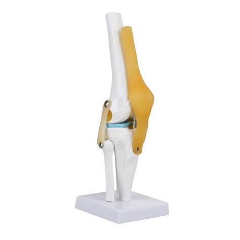 Buy Knee Joint Anatomy Model, With Ligament Life Size Knee Joint ...