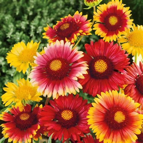 Blanket Flower Seeds - Single Mix | Flower Seeds in Packets & Bulk ...