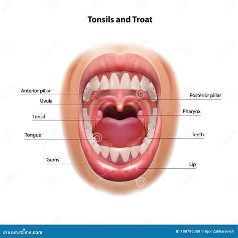 Albums 105+ Pictures Images Of Inside Of Mouth Superb