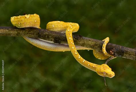 Pythonidae 的图像结果