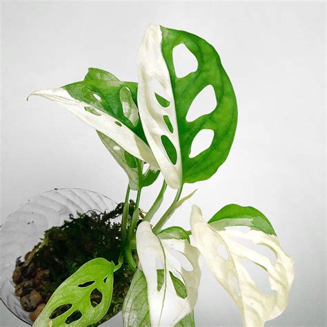 How can I make my Variegated Monstera adansonii more white? | Le Botanist