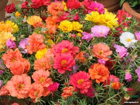 70 Types Of Portulaca Grandiflora Plant For Sale In India | Online ...