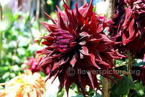 Red and Black Flowers | Red flower pictures and names