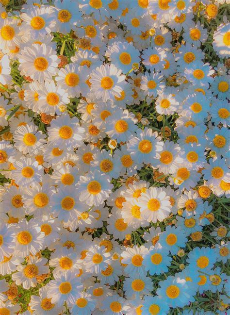 daisies, daisy, cottage core, nature, white, yellow, green, aesthetic ...