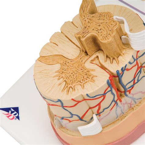 Anatomical Teaching Model - Plastic Nervous System Model