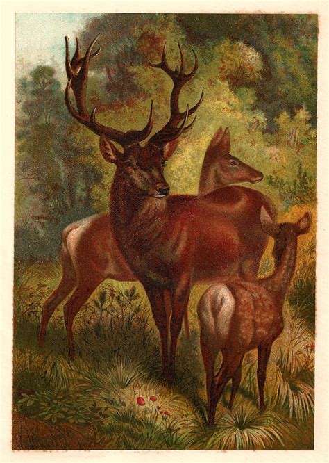 Vintage Animal Illustrations | ... Images: Free Animal Graphic: 1885 Antique Red Deer ...