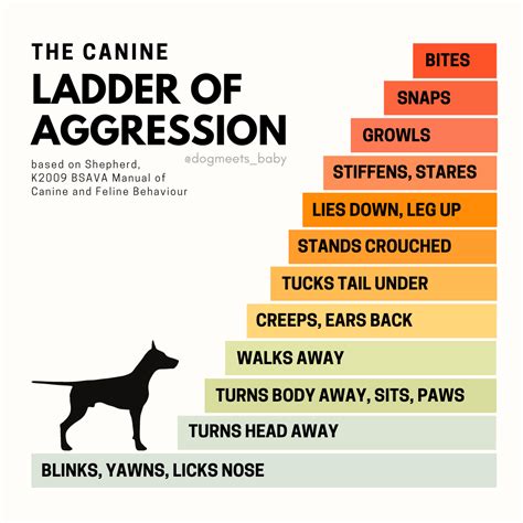 What To Do When Your Child Hits or Kicks Your Dog