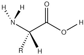 Amino Acid (Life Science )